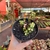Portulacaria afra variegata tricolor - pote 11 - comprar online