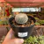 Brasilicactus Haselbergii - Pote 11 - comprar online