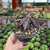 Euphorbia Decaryi - comprar online