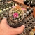 Mammilaria Carminae - Pote 07