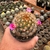 Mammilaria Carminae - Pote 07 - comprar online