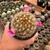 Mammilaria Carminae - Pote 07 na internet