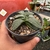Aloinopsis Rubrolineata na internet