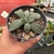 Aloinopsis Rubrolineata - comprar online