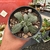 Aloinopsis Rubrolineata - Fazenda das Suculentas