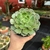 Echeveria Brown Rose - comprar online