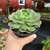 Echeveria Brown Rose na internet