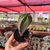 Cactos Polaskia Chichipe - pote 7 - comprar online