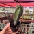 Cactos Polaskia Chichipe - pote 7 na internet