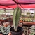 Cactos Polaskia Chichipe - pote 7