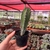 Cactos Polaskia Chichipe - pote 7 - Fazenda das Suculentas