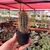 Pilosocereus Occultiflorus - comprar online