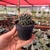 Mammillaria Picta - Pote 7 - comprar online