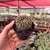 Notocactus Uebelmannianus - Pote 7