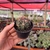 Ferocactus Macrodiscus - Pote 7