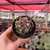 Ferocactus Macrodiscus - Pote 7 - comprar online