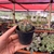 Ferocactus Macrodiscus - Pote 7 na internet