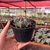 Ferocactus Macrodiscus - Pote 11 na internet