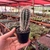 Pachycereus Pringlei - Pote 7