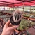 Pachycereus Pringlei - Pote 7 - comprar online