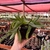 Glottiphyllum Linguiforme na internet