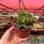Adromischus Cristatus Zeyheri - comprar online