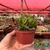 Adromischus Cristatus Zeyheri na internet