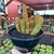 Cactos Mammillaria Elongata - cuia 18 na internet