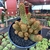 Cactos Mammillaria Elongata - cuia 18