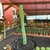 Imagem do Euphorbia Boranensis