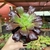 Aeonium Kilimanjaro - comprar online