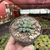 Frithia Pulchra - pote 7