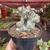 Euphorbia Láctea Cristata Variegata - Pote 11