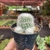 Notocactus Scopa Var. Marchesii - comprar online
