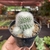 Notocactus Scopa Var. Marchesii