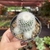 Notocactus Scopa Var. Marchesii na internet