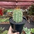 Trichocereus Macrogonus - pote 14
