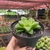 Haworthia Dekenahii - pote 11 na internet