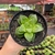 Haworthia Dekenahii - pote 11 - comprar online