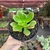 Echeveria Híbrida - Pote 11 - comprar online