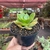 Echeveria Híbrida - Pote 11 na internet