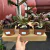 Euphorbia Francoisii - KIT 2