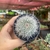 Mammillaria Hahniana - pote 07 - comprar online