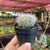 Mammillaria Hahniana - pote 07 na internet
