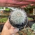 Mammillaria Hahniana - pote 07 - Fazenda das Suculentas