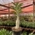 Pachypodium Saundersii - pote 11 - comprar online