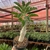 Pachypodium Saundersii - pote 11 - Fazenda das Suculentas