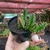 Huernia Hislopii Robusta - Fazenda das Suculentas