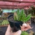 Huernia Hislopii Robusta - loja online