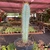 Cactos Azul - Pilosocereus Azureus - pote 11 - comprar online